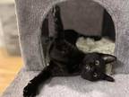 Steve, Domestic Shorthair For Adoption In New Milford, Connecticut
