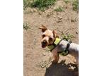 Adopt Rocky Jr - Missouri a Yorkshire Terrier