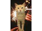 Adopt Quincy (FCID# 06/17/2024 - 9 Trainer) a Tabby