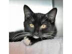 Adopt Sizzle a Domestic Short Hair