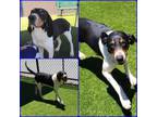 Adopt SNUFFY a Treeing Walker Coonhound