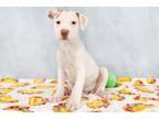 Adopt Spruce a American Staffordshire Terrier, Mixed Breed