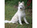 Adopt MARSHMALLOW-28926 a Terrier