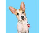 Adopt Churro a Jack Russell Terrier