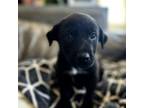 Adopt Uno a Labrador Retriever