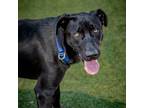 Adopt BUBS-A2119567 a Black Labrador Retriever