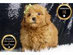 Maltipoo Puppy for sale in Fort Wayne, IN, USA