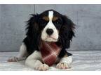 Cavalier King Charles Spaniel Puppy for sale in South Bend, IN, USA