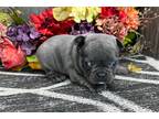 French Bulldog Puppy for sale in South Bend, IN, USA