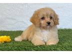 Cavapoo Puppy for sale in Canton, OH, USA