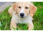 Golden Retriever Puppy for sale in South Bend, IN, USA