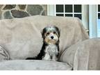 Mutt Puppy for sale in Williamsport, PA, USA