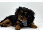 Cavalier King Charles Spaniel Puppy for sale in South Bend, IN, USA