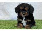 Cavapoo Puppy for sale in Canton, OH, USA