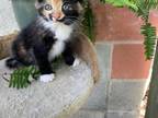 Mixed Breed Calico Kitten