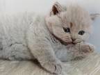 British Shorthair Kittens for Sale Boy
