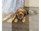 Yorkshire Terrier PUPPY FOR SALE ADN-803835 - Gorgeous Traditiona female