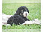 Bernedoodle PUPPY FOR SALE ADN-803888 - TRI COLORED BERNEDOODLE PUPPIES FOR SALE
