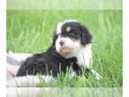 Bernedoodle PUPPY FOR SALE ADN-803890 - TRI COLORED BERNEDOODLE PUPPIES FOR SALE