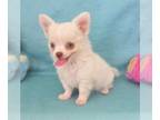 Chihuahua PUPPY FOR SALE ADN-803951 - LIttle Angie longcoat girl