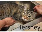 Hershey, Domestic Shorthair For Adoption In Mountain View, Arkansas