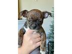 Poppy - Cutest Tiny Boy, Boston Terrier For Adoption In Seattle, Washington