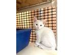 Kitten 25792 (soy), Turkish Angora For Adoption In Parlier, California
