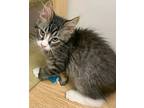 Cody24, Domestic Shorthair For Adoption In Milwaukee, Wisconsin