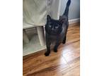 Megan, Domestic Shorthair For Adoption In Cornersville, Tennessee