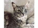 Mary Jane/pearl, Domestic Mediumhair For Adoption In Mira Loma, California