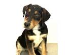 Adopt A238722 a German Shepherd Dog, Mixed Breed