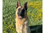 Adopt ISABELLA a German Shepherd Dog