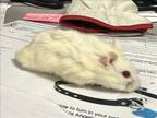 Adopt 2 WHITE a Hamster