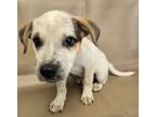 Adopt Shea a Terrier, Mixed Breed