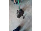 Adopt Lilac a Pit Bull Terrier, Mixed Breed
