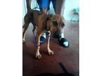 Adopt Nella a Black Mouth Cur, Mixed Breed