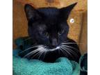 Adopt Frenchie a Domestic Short Hair