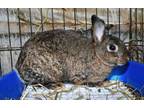 Adopt Naw! a Bunny Rabbit