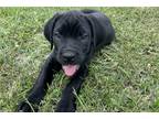 Cane Corso Puppy for sale in Cincinnati, OH, USA