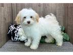 Havanese Puppy for sale in South Bend, IN, USA