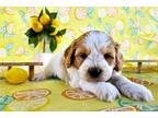 Cavapoo Puppy for sale in Springfield, MO, USA