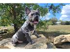 French Bulldog Puppy for sale in Columbia, MO, USA