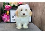 Havanese Puppy for sale in South Bend, IN, USA