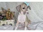 Italian Greyhound Puppy for sale in Fort Smith, AR, USA