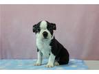 Boston Terrier Puppy for sale in Fort Wayne, IN, USA