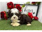 Havanese Puppy for sale in South Bend, IN, USA