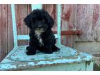 Mutt Puppy for sale in Canton, OH, USA