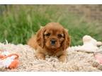 Cavalier King Charles Spaniel Puppy for sale in South Bend, IN, USA