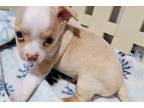 Chihuahua Puppy for sale in Joplin, MO, USA