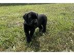 Cane Corso Puppy for sale in Cincinnati, OH, USA